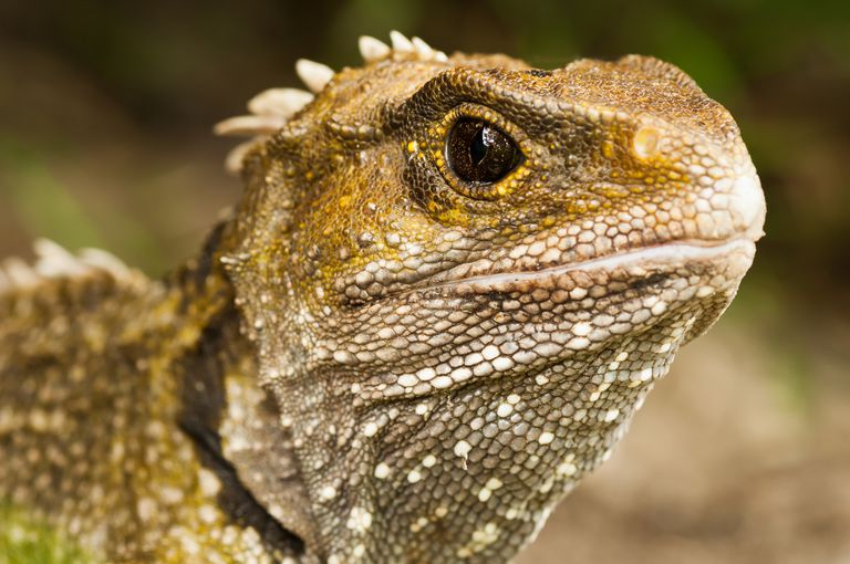 A Guide to the Diets of Reptiles