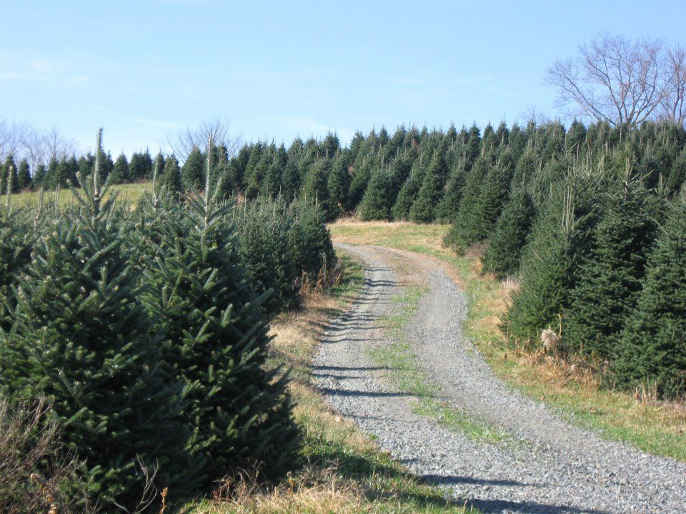 Where to Choose and Cut Your Own Christmas Tree Near Charlotte, NC