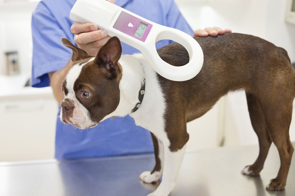 Why You Should Microchip Your Dog