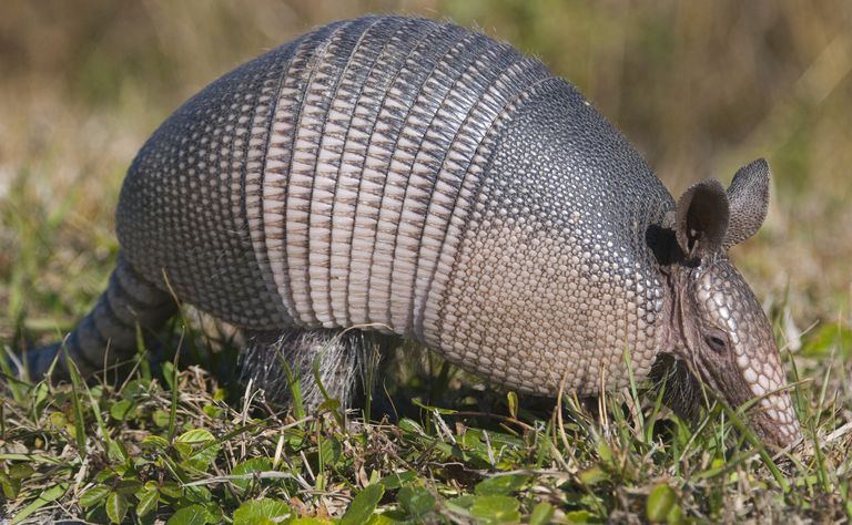 10 Facts About Armadillos