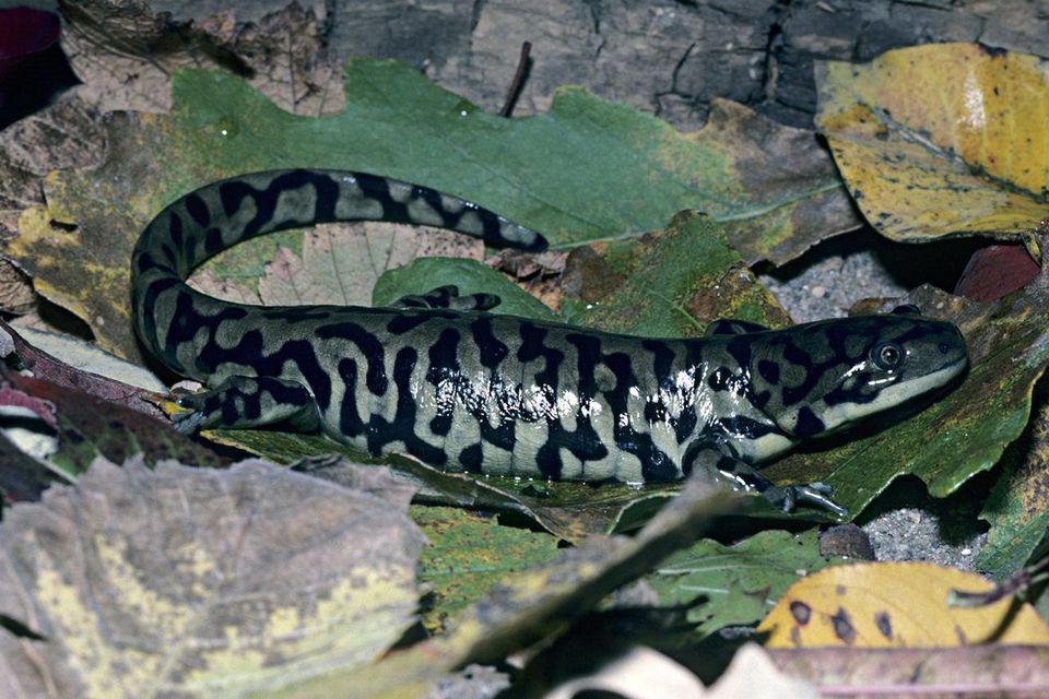 Pet Tiger Salamanders Care and Feeding