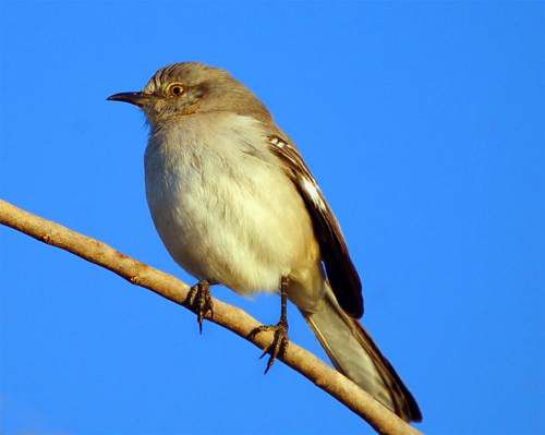 Photo Gallery of Birds Seen in the Phoenix, AZ Area