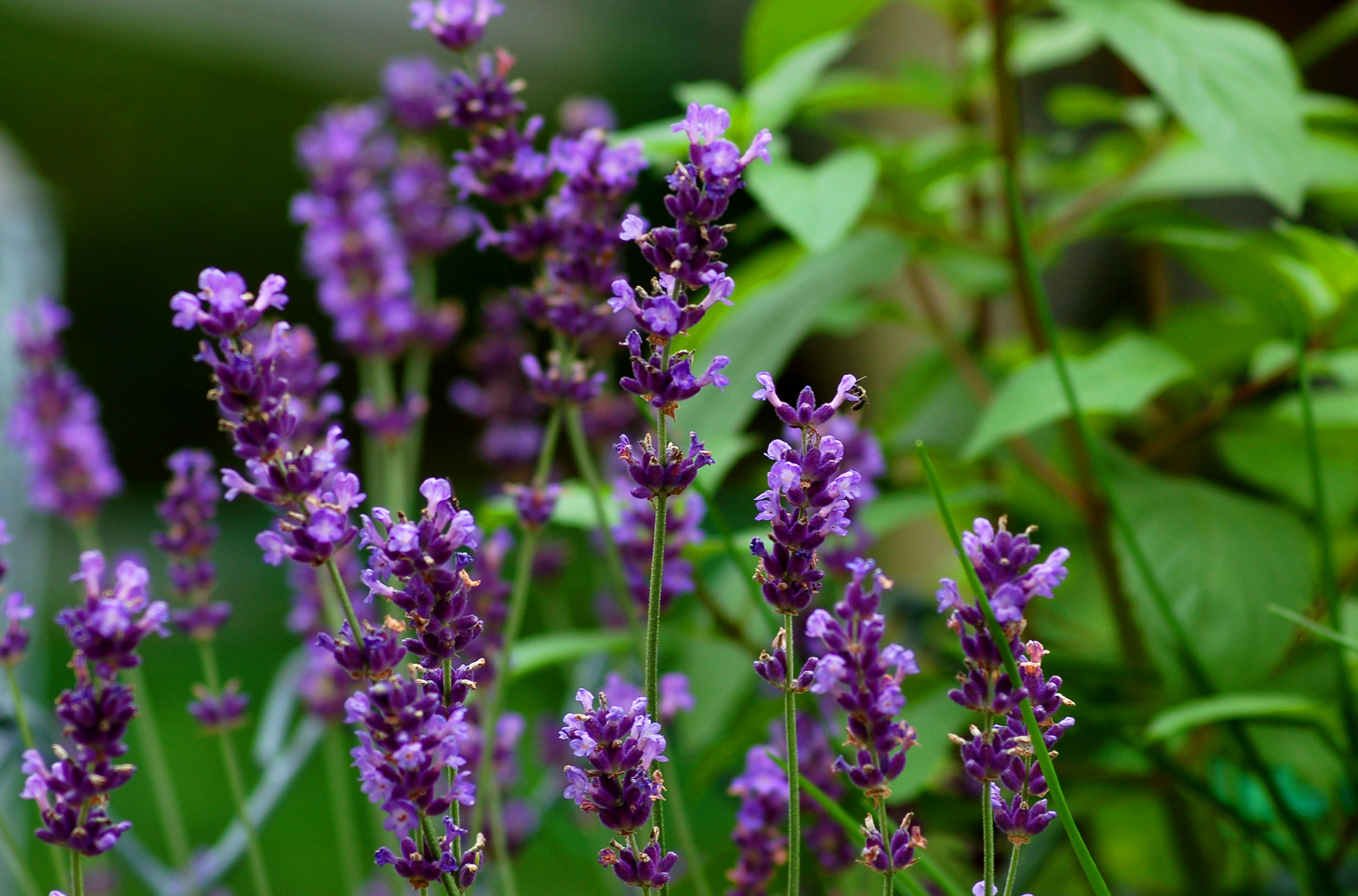 Lavender Similar Plants