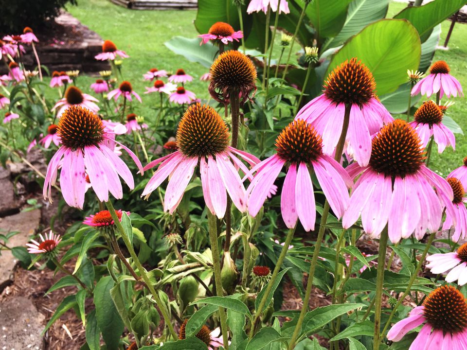 Growing and Caring for Purple Coneflowers (Echinacea)