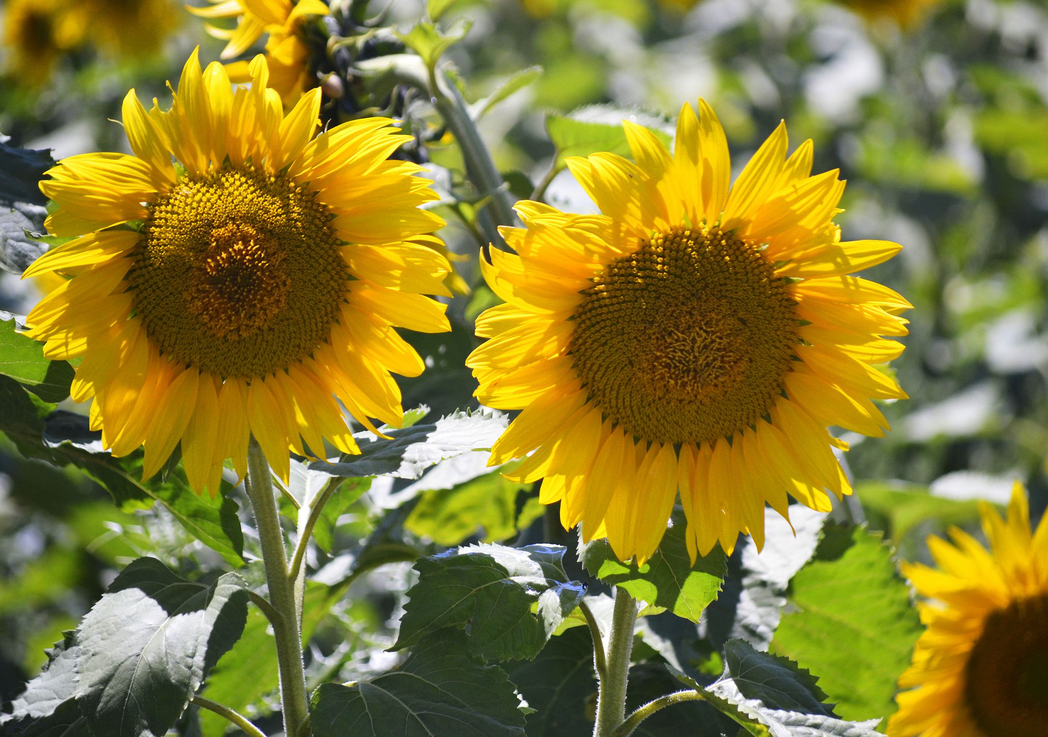 Sunflower Types And Varieties