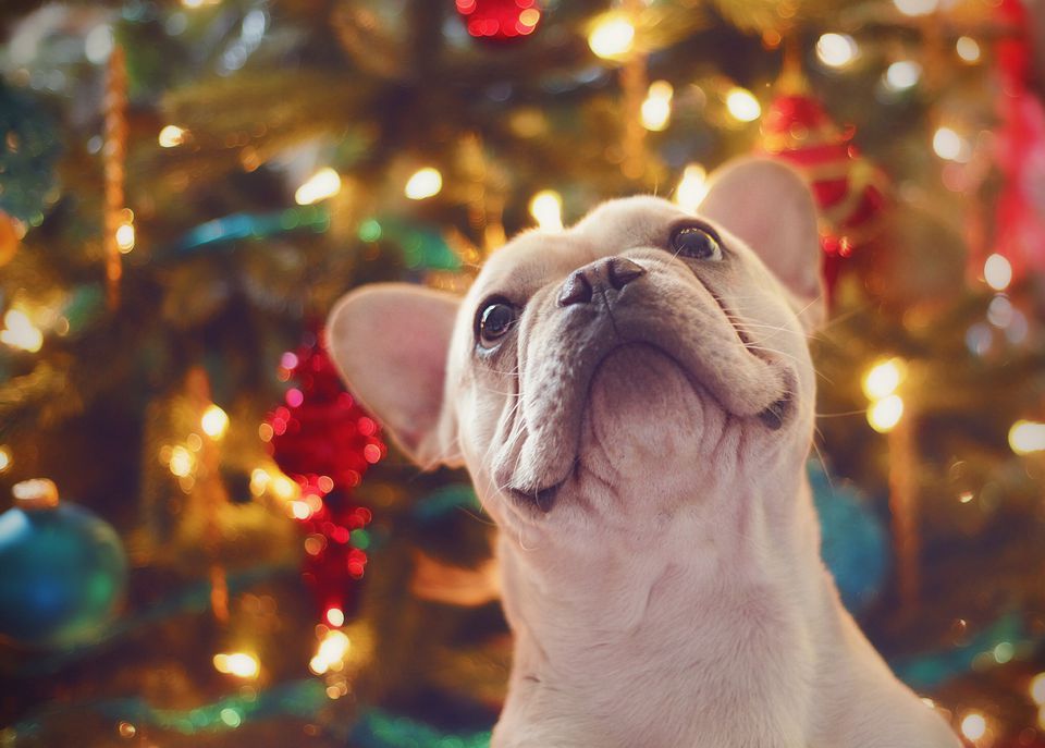 are-christmas-trees-poisonous-to-cats-and-dogs