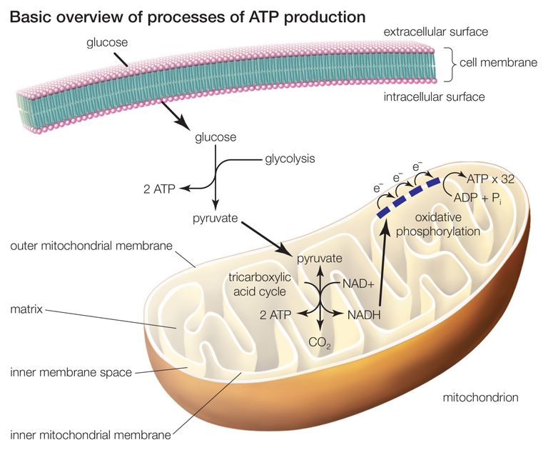 Biology Prefixes and Suffixes glyco, gluco