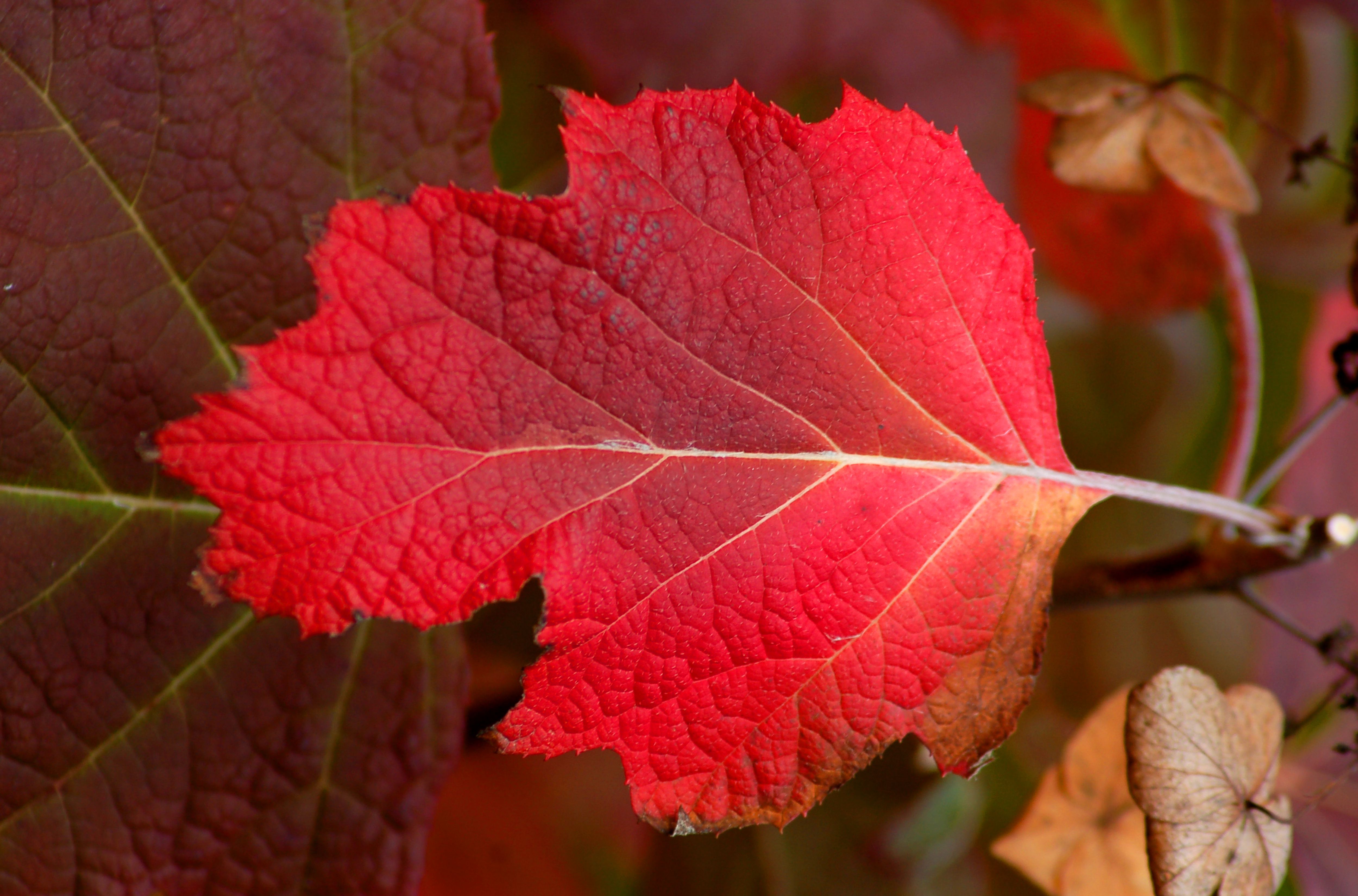 14-best-shrubs-for-fall-color