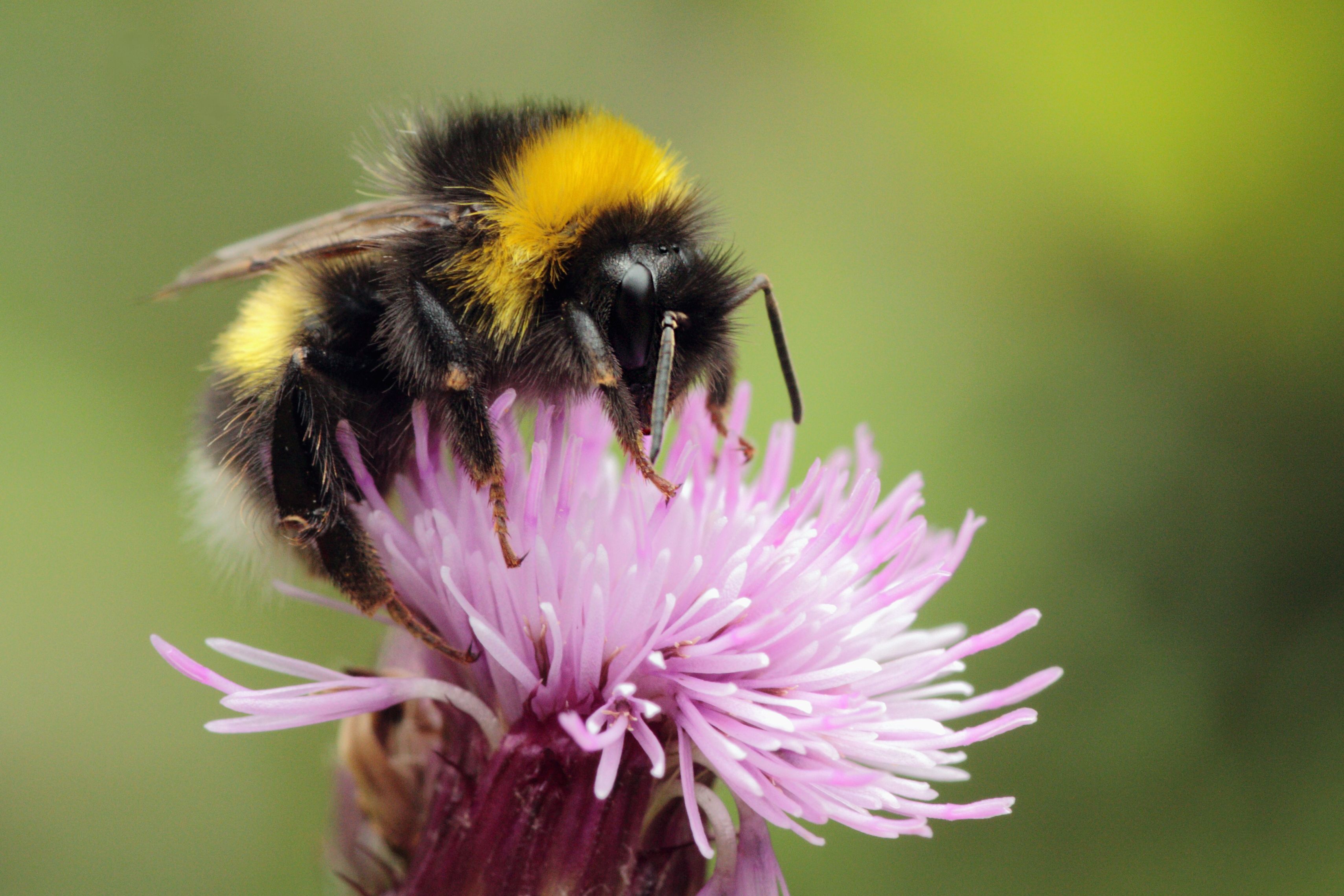 Big Bumblebees Memorize Locations of the Most Rewarding Flowers