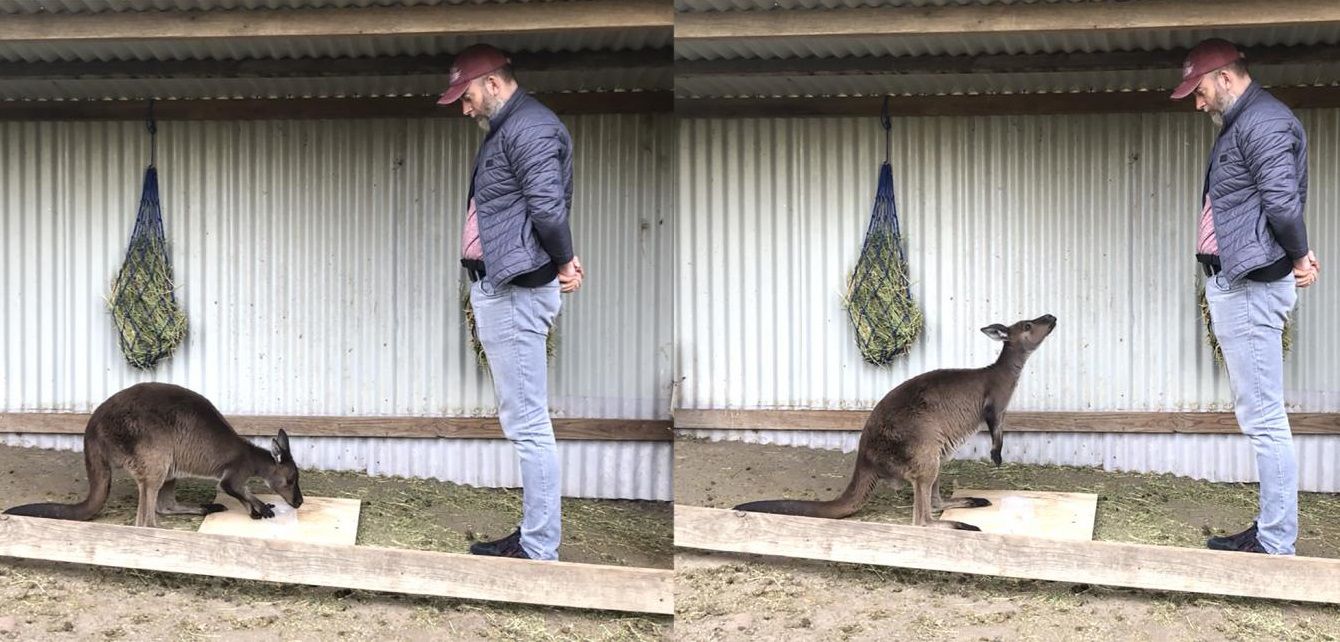 How Kangaroos Talk