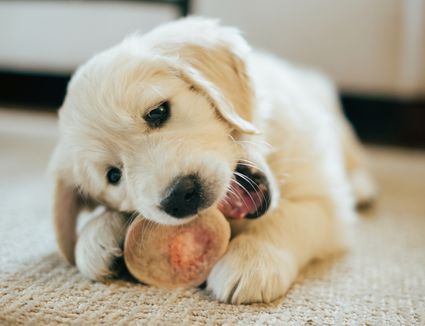 Cryptorchid Pets And Neutering