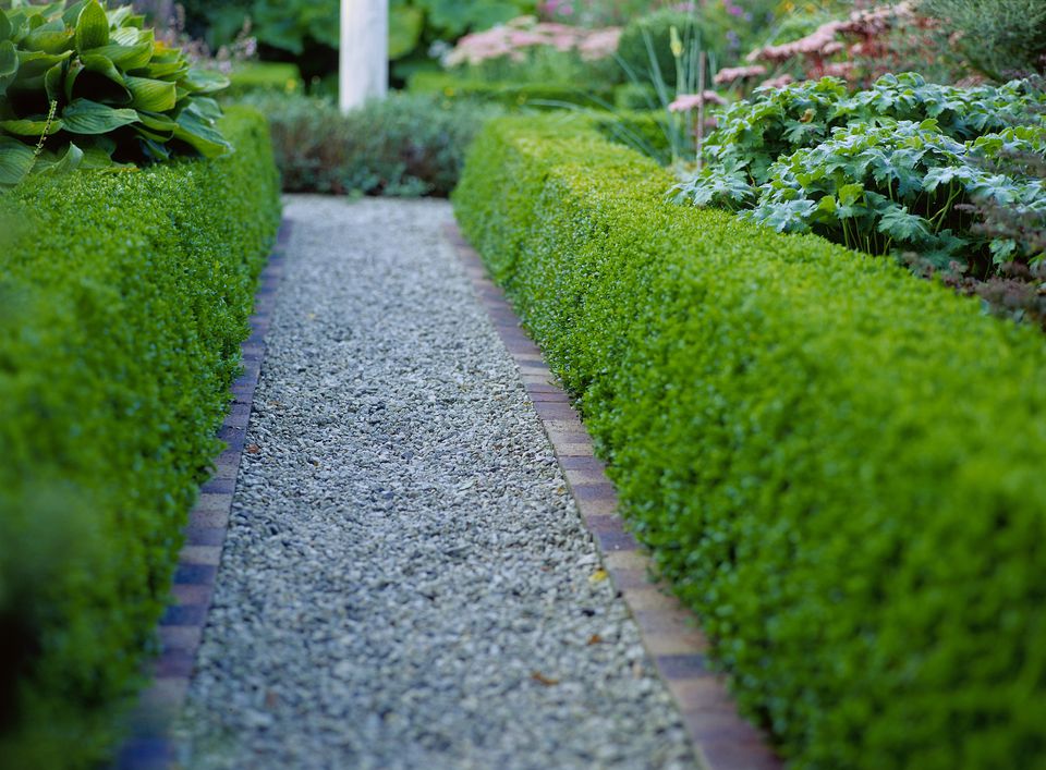 the-best-shrubs-and-trees-to-make-hedges