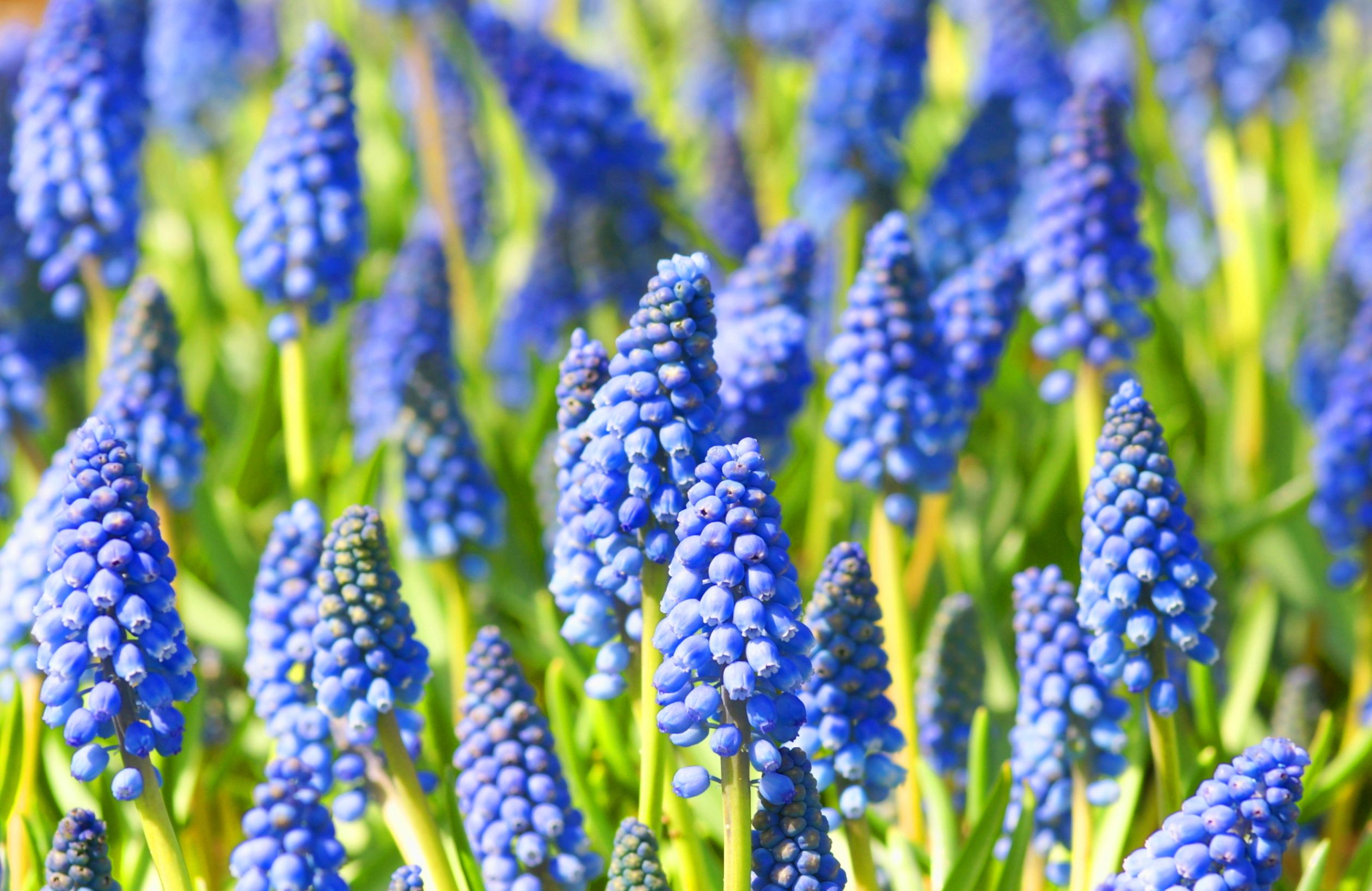 Grape Hyacinths - Growing Muscari Bulbs