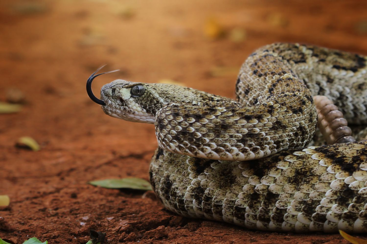 Змеи сахалина. Гадюка щитомордник. Гадюка Сахалинская ( Vipera sachalinensis ). Щитомордник змея. Обыкновенный щитомордник.