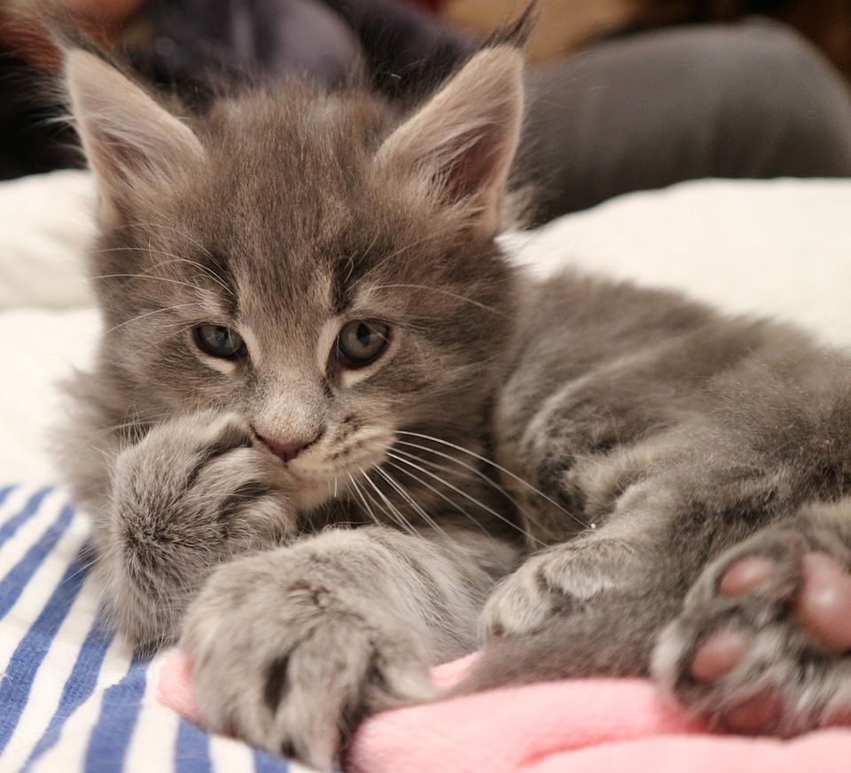 10 Cute Maine Coon Cats and Kittens