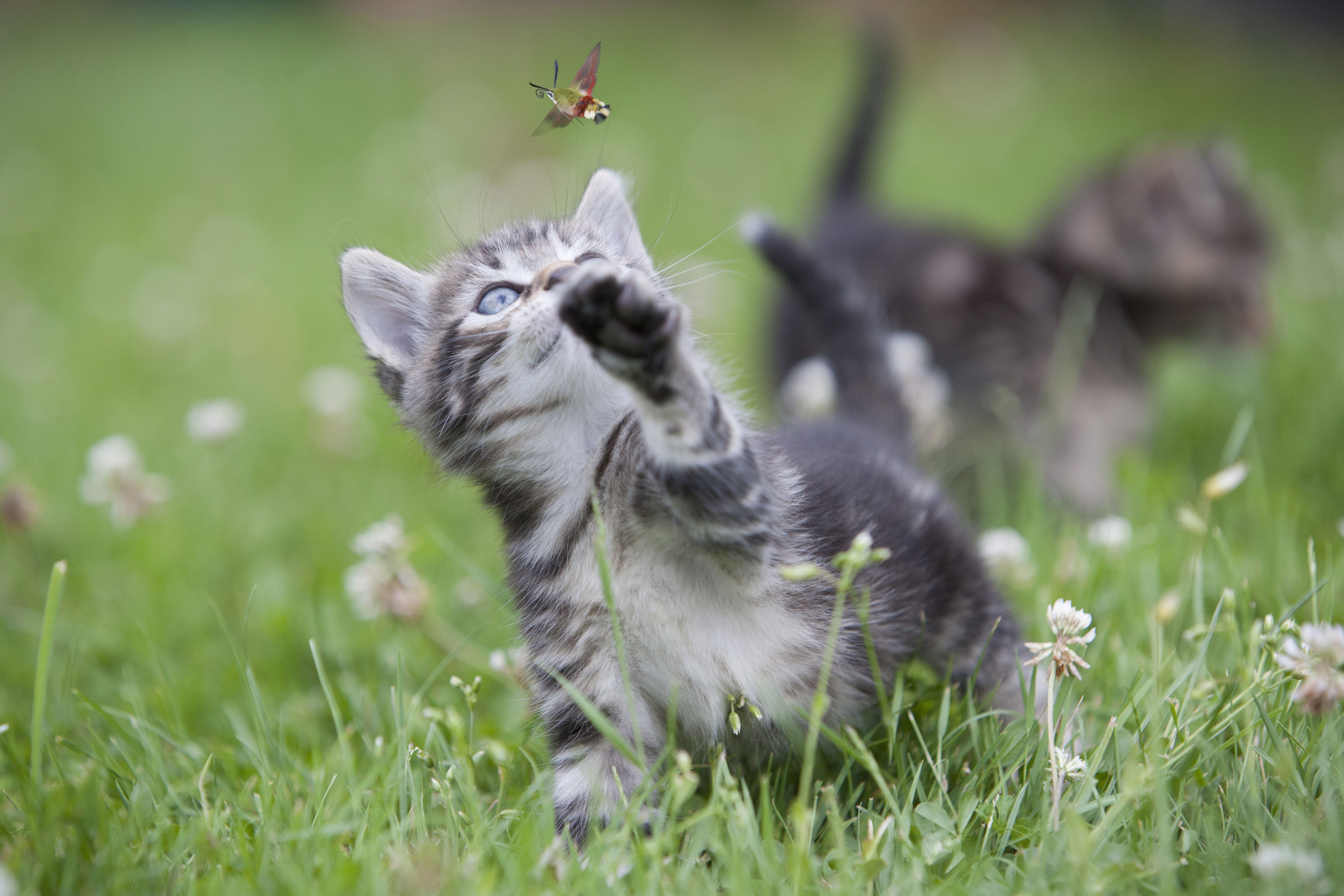 Insects That Are Toxic to Cats (And a Few That Aren't)