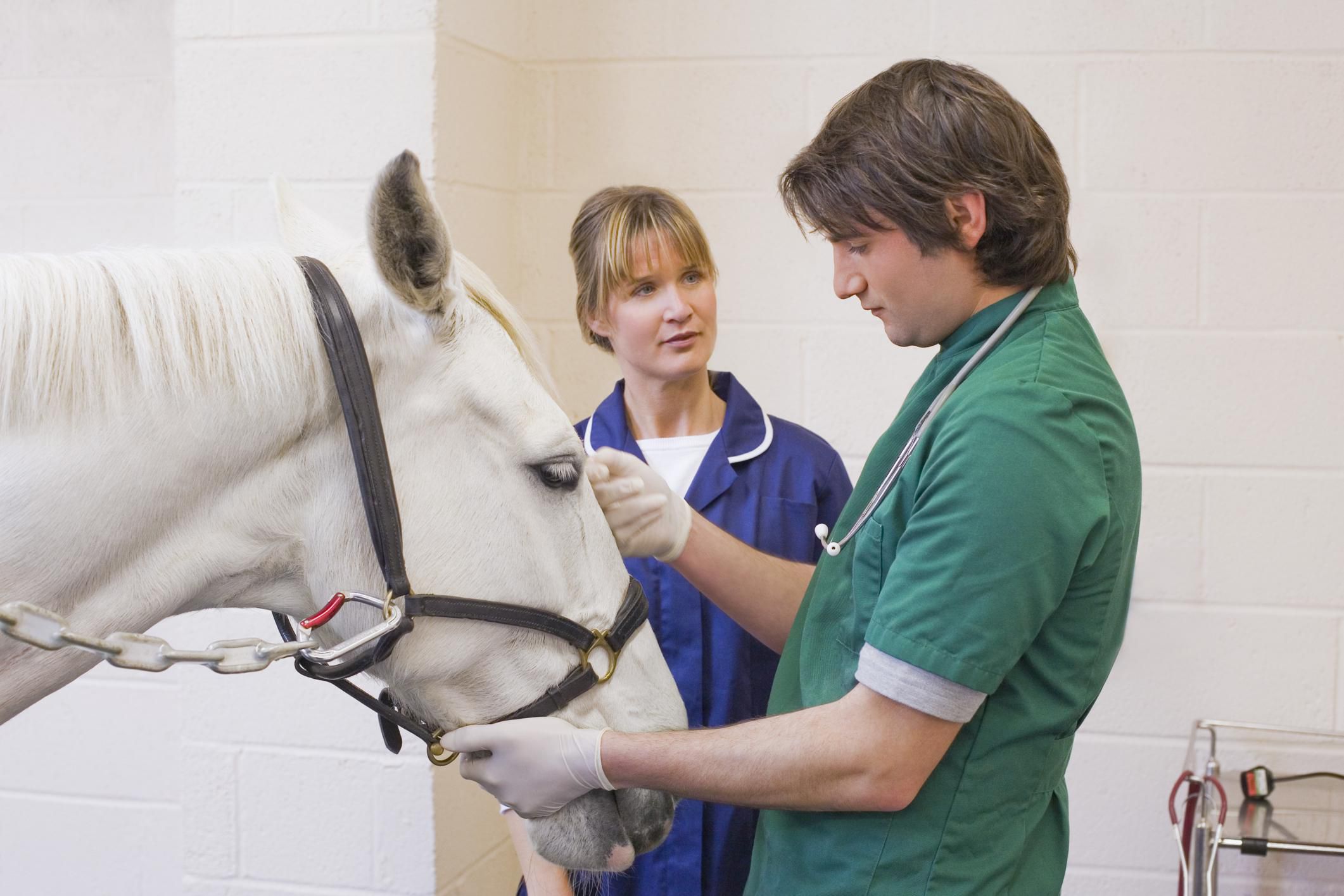 equine-veterinarian-career-profile-and-duties