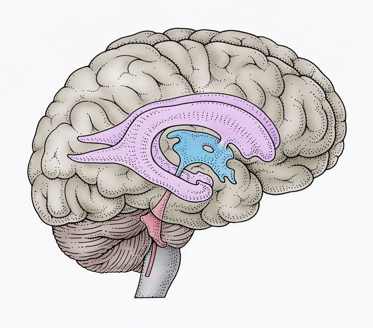Brain Ventricles Definition, Location, and Role