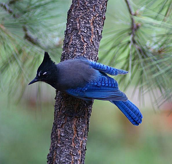 Photo Gallery of Birds Seen in the Phoenix, AZ Area