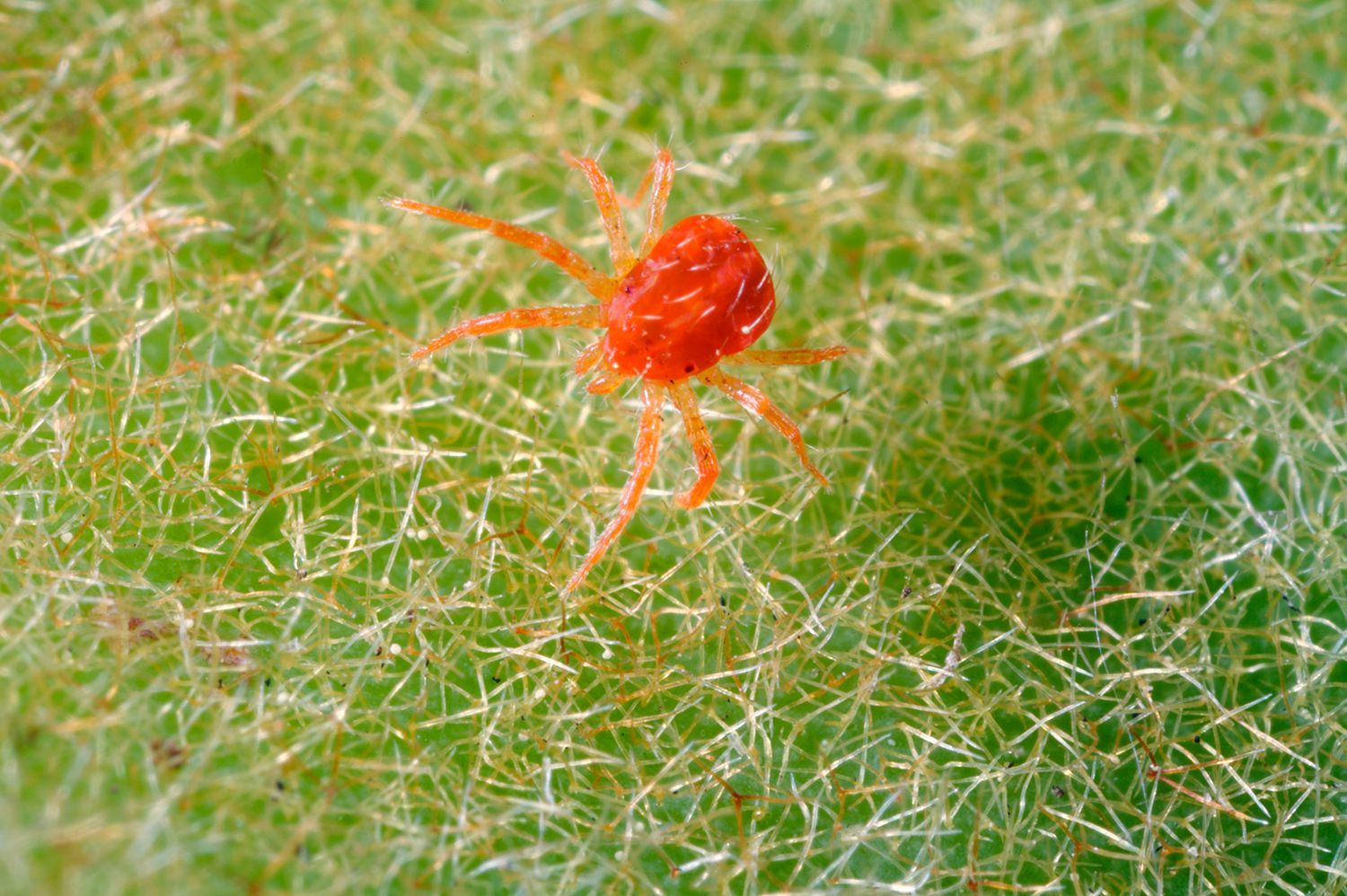 Маленькие красные паучки в огороде фото