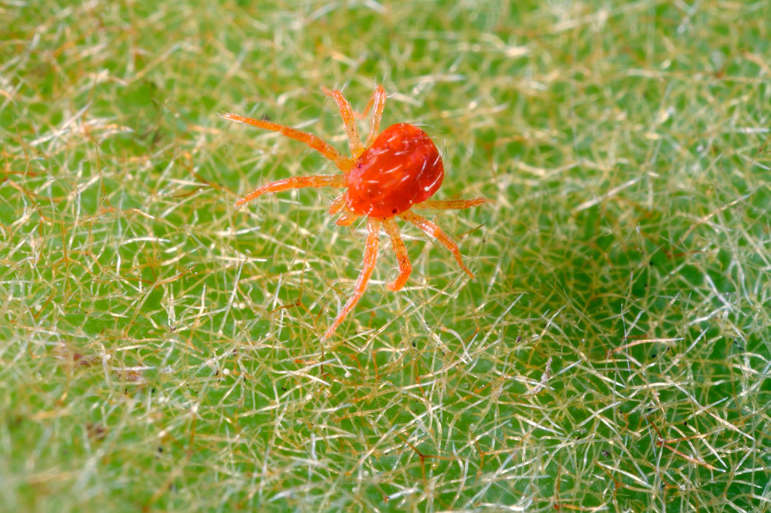 Getting Rid of Spider Mites in Container Gardens