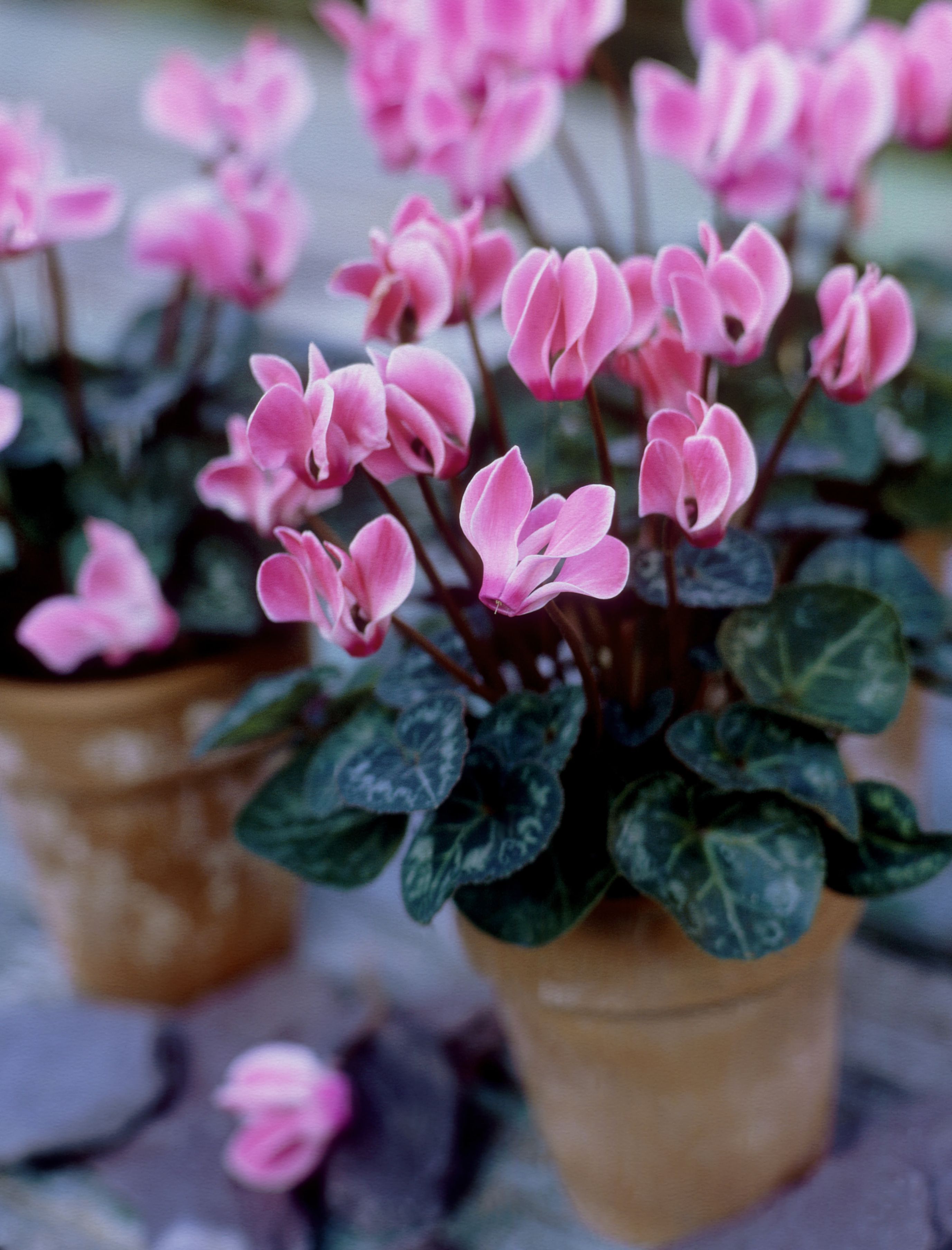 Miniature Cyclamen Growth and Care Tips
