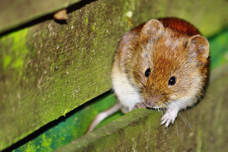 how-to-keep-voles-out-of-your-yard