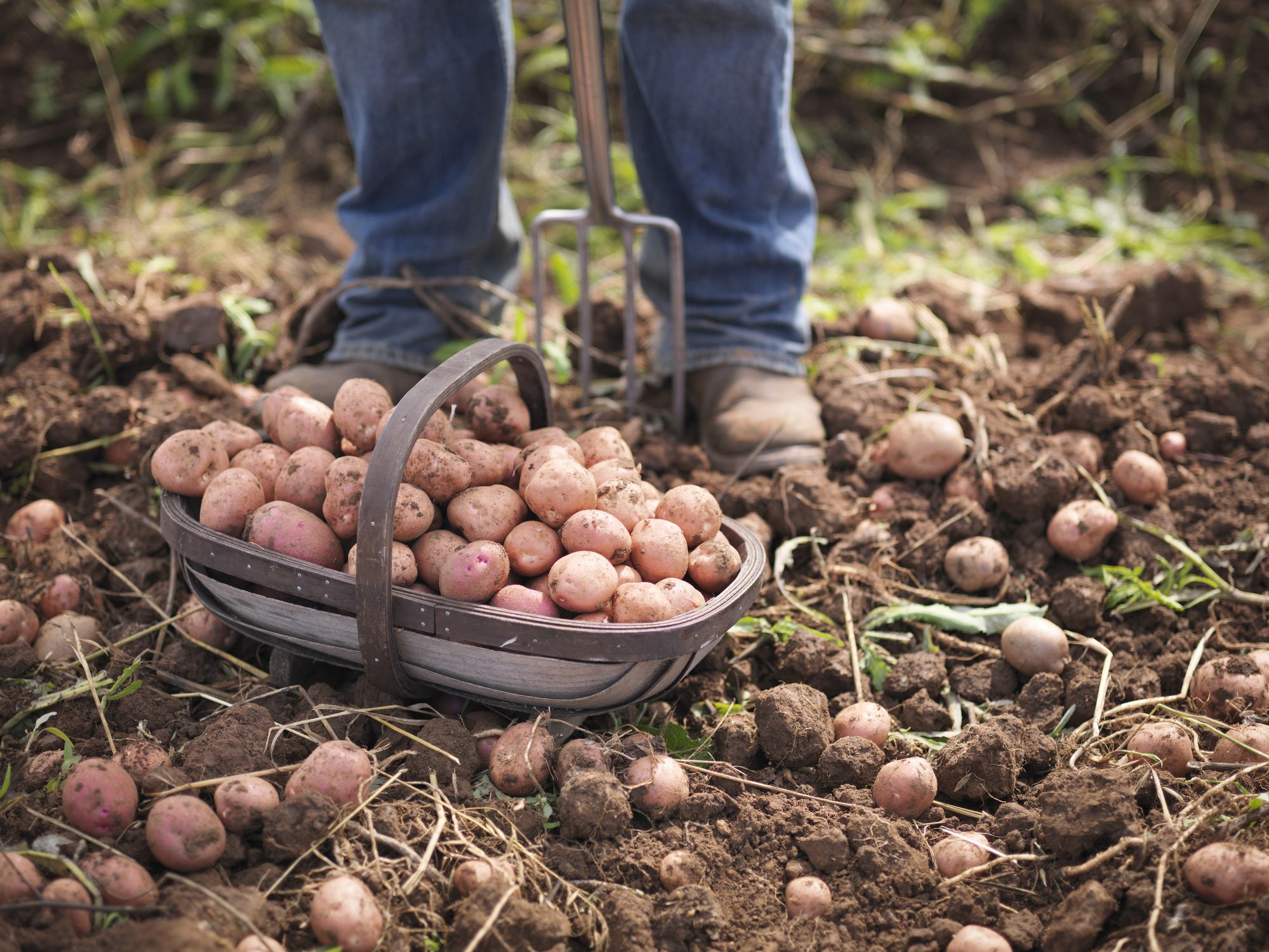 How To Grow Organic Potatoes In Your Garden 