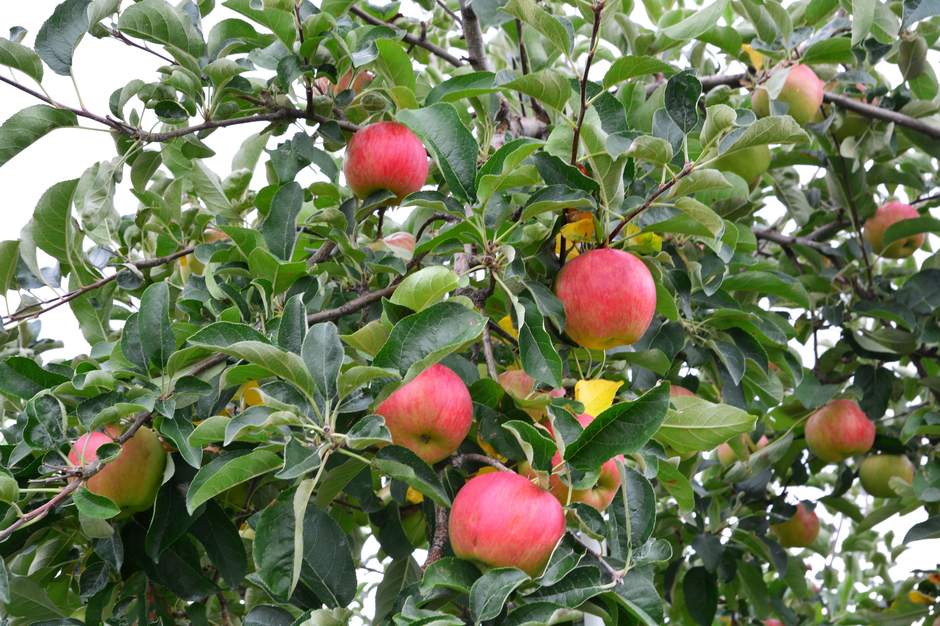 apple-varieties-grown-in-washington-state