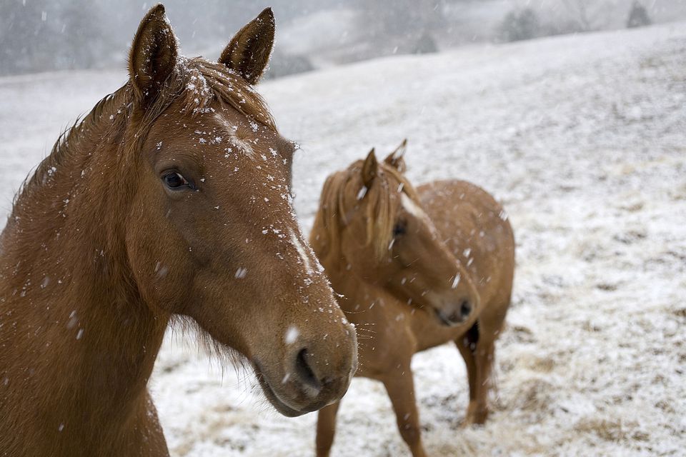 Most Popular Gaited Horse Breeds