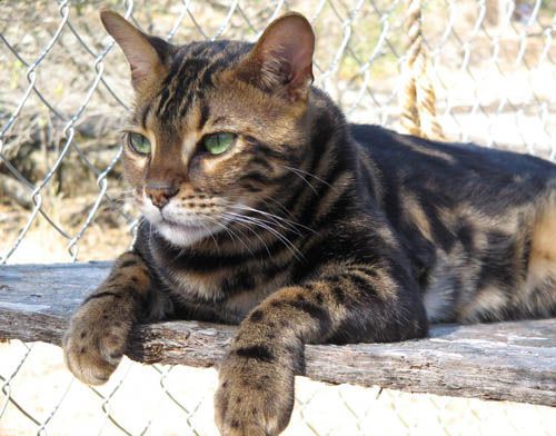 Bengal Cats Picture Gallery