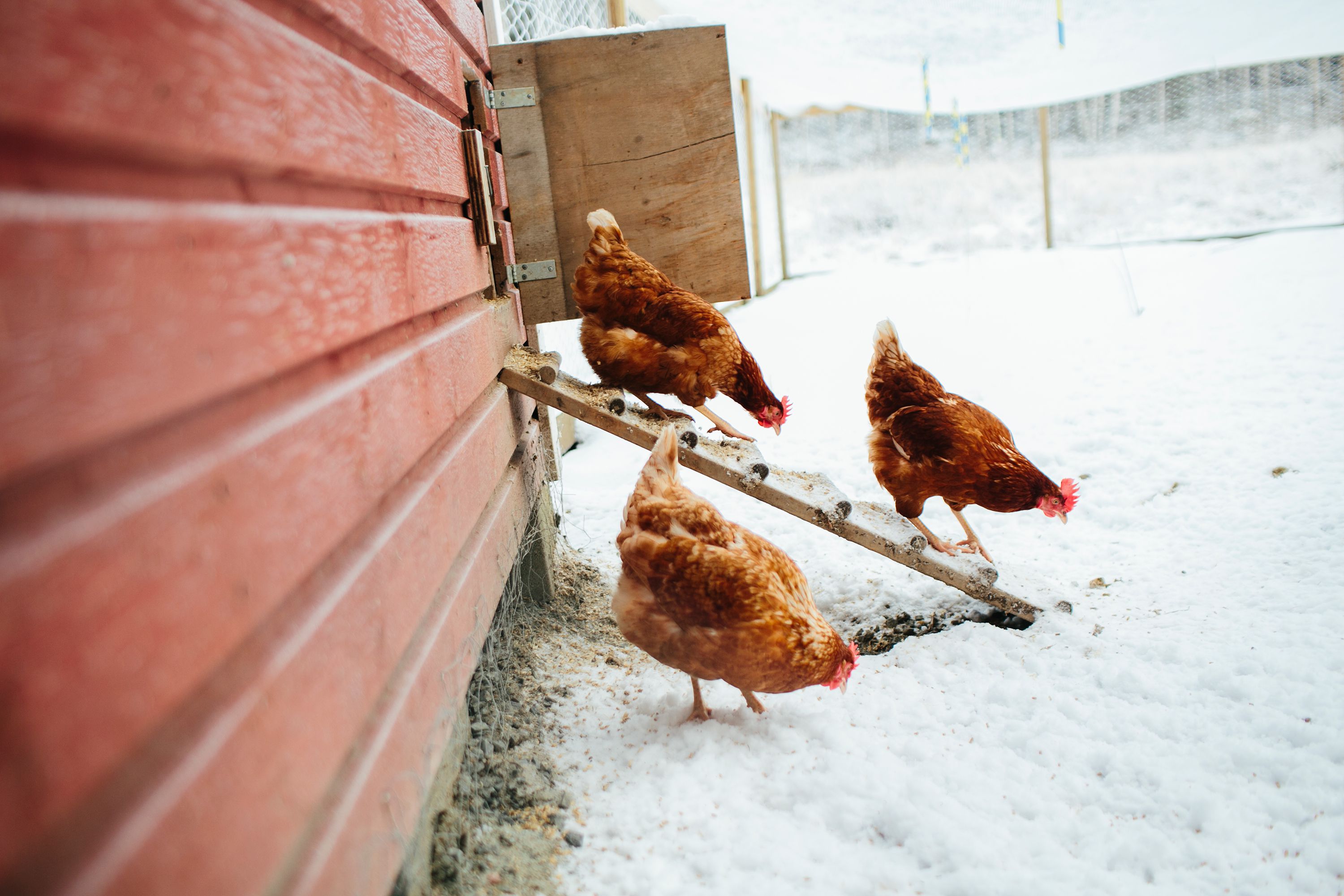 can-you-have-chickens-in-dallas-texas-restrictions-to-know-home-by-four