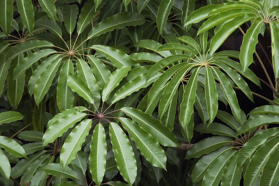 How To Grow Schefflera Plants Indoors