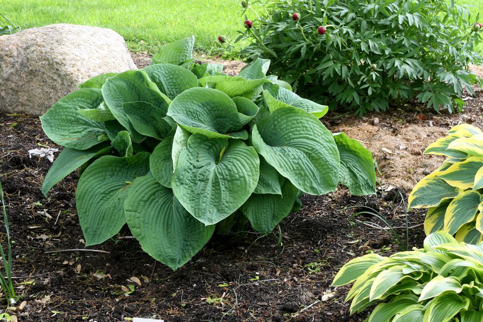 Tips for Growing Hostas Inside