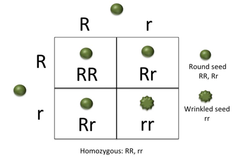 homozygous-a-genetics-definition