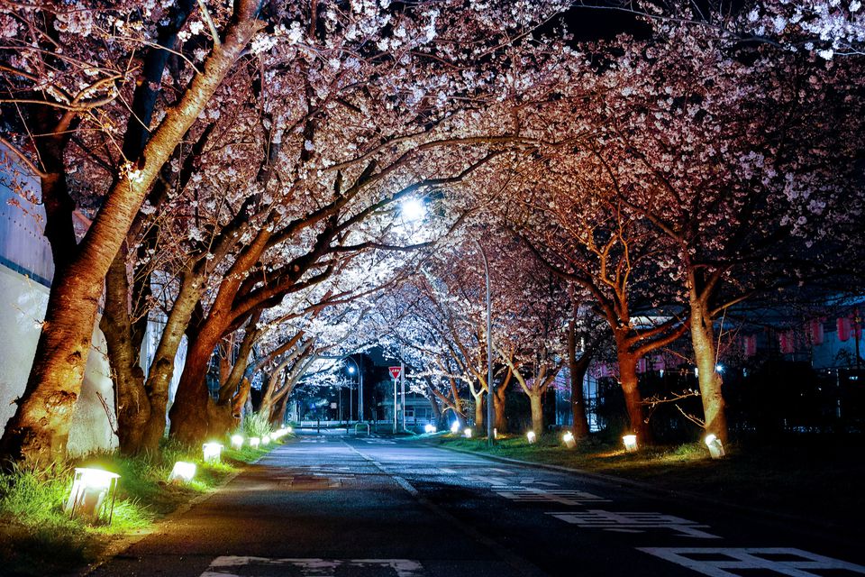 Cherry Blossoms and Iconic Sights of Washington, D.C. at Night