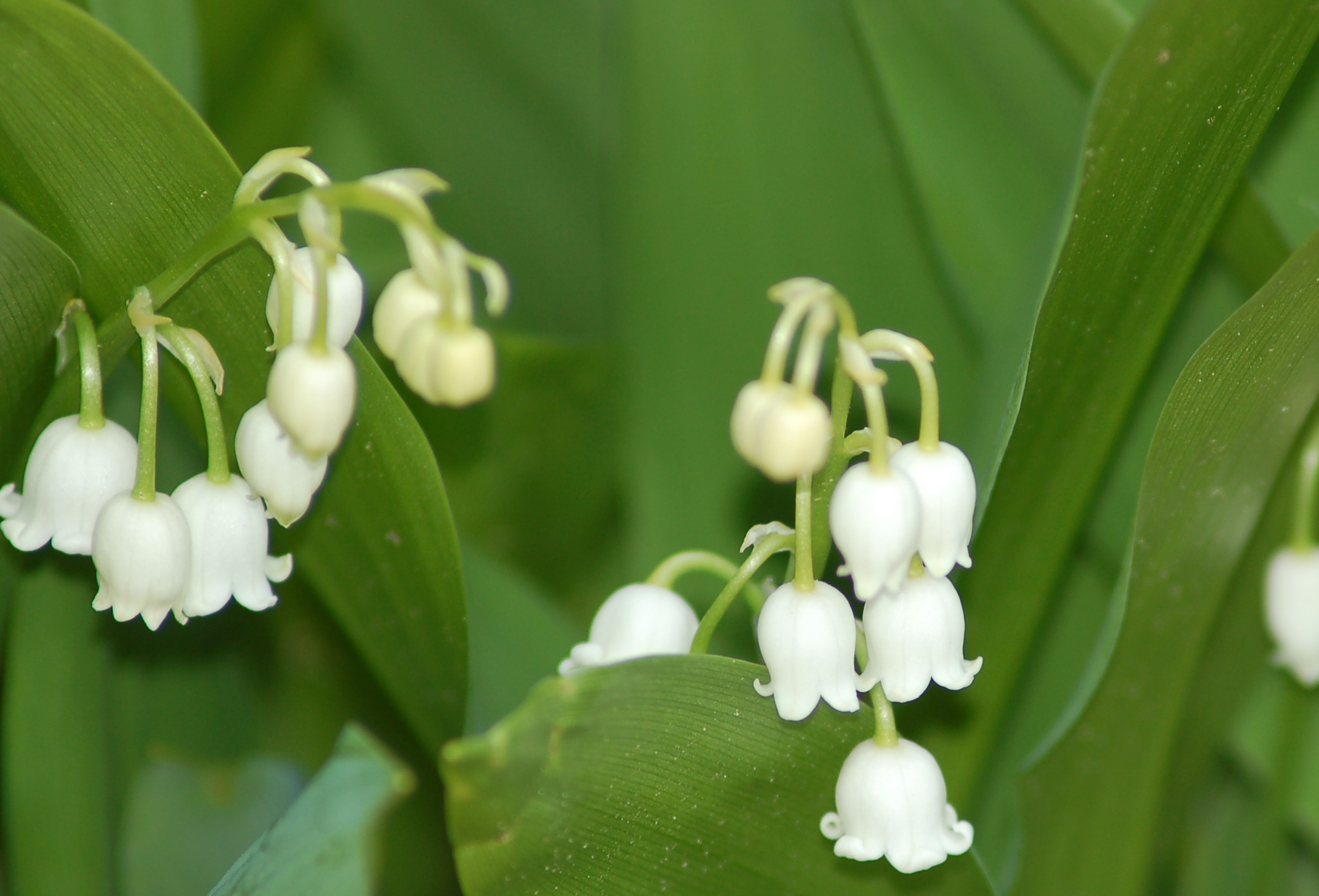 Lily of the Valley Poisonous Landscaping Plants
