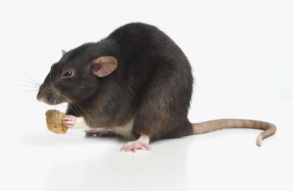 pet-rat-diet-feeding-rats-rat-food