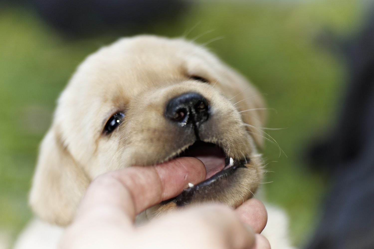 Why Puppies Bite Teaching Bite Inhibition