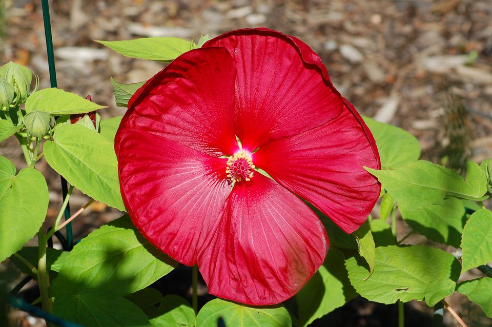 Hibiscus dinner plate sized plants Idea