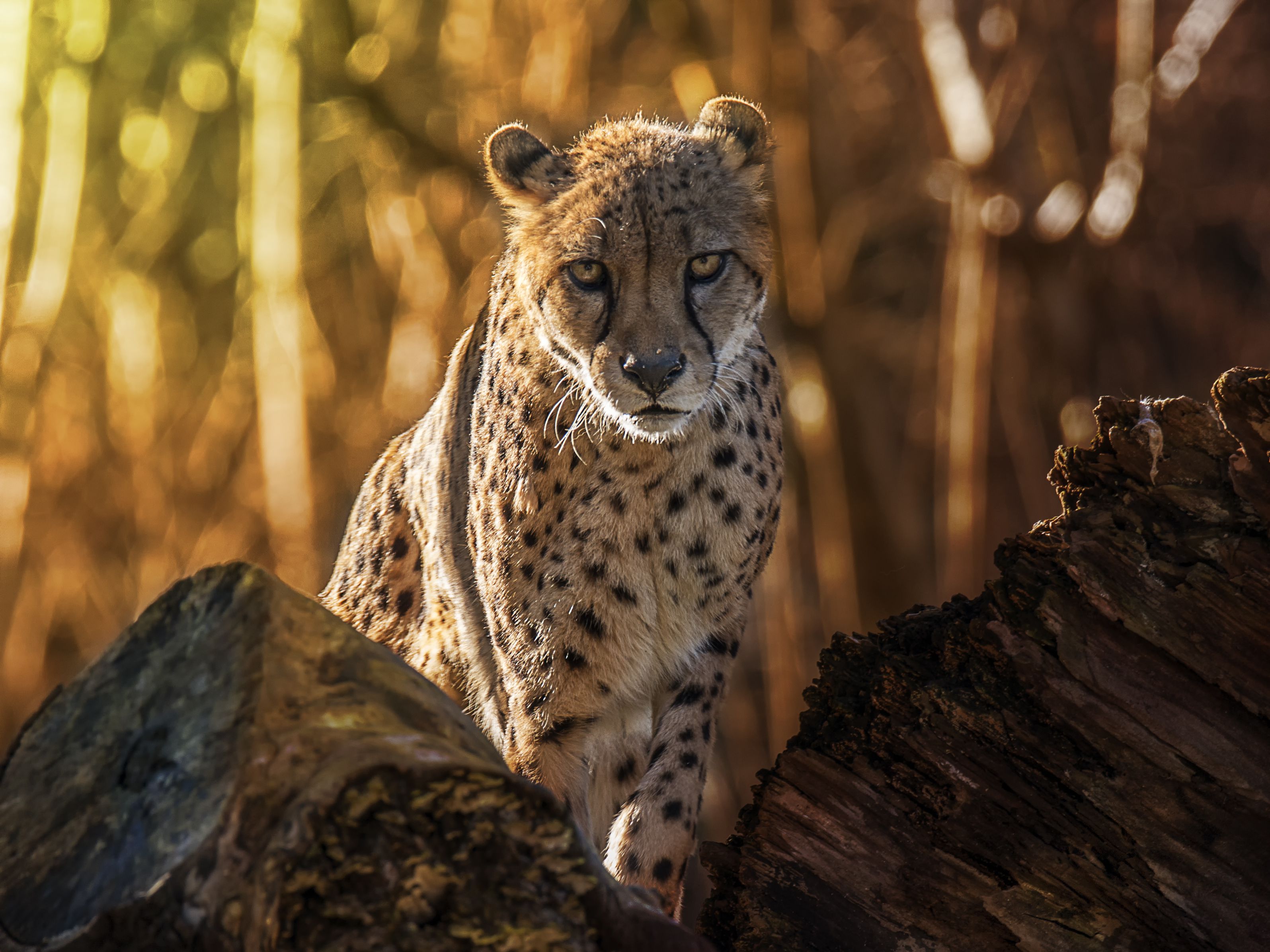8 Fast Facts You Didnt Know About Cheetahs
