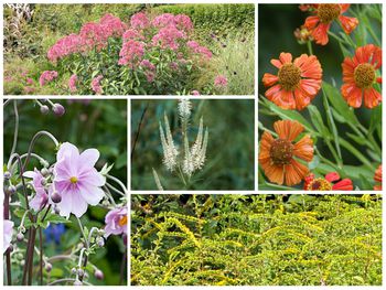 Hardy Mums - How to Over Winter Mums in the Garden