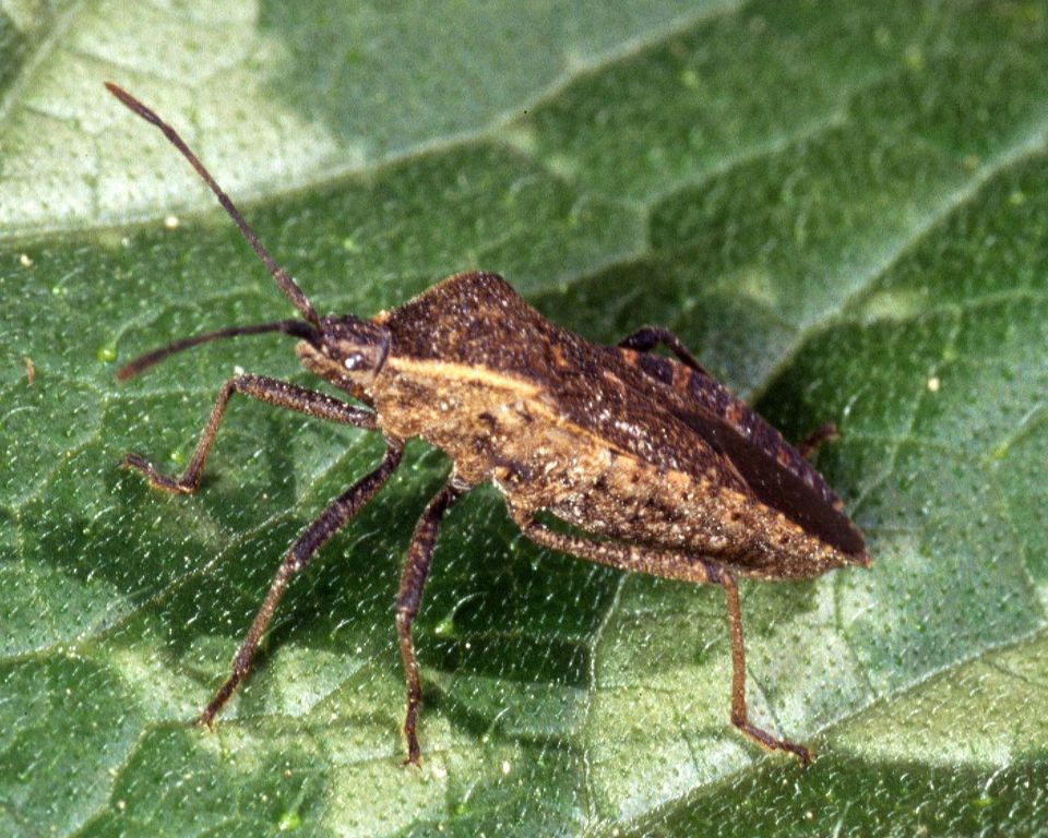 How to Get Rid of Squash Bugs in Your Home and Garden