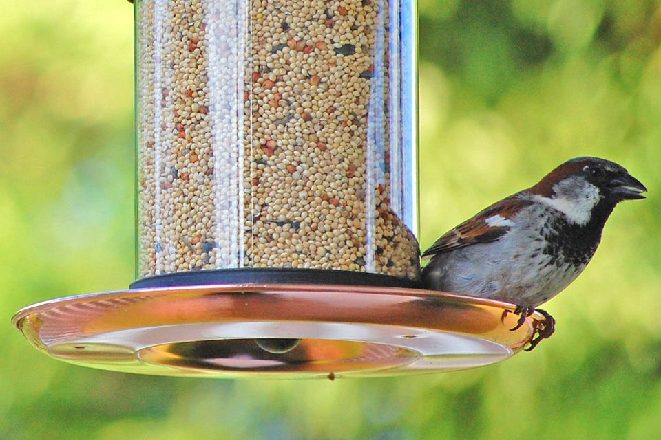 Attract Birds to a New Bird Feeder