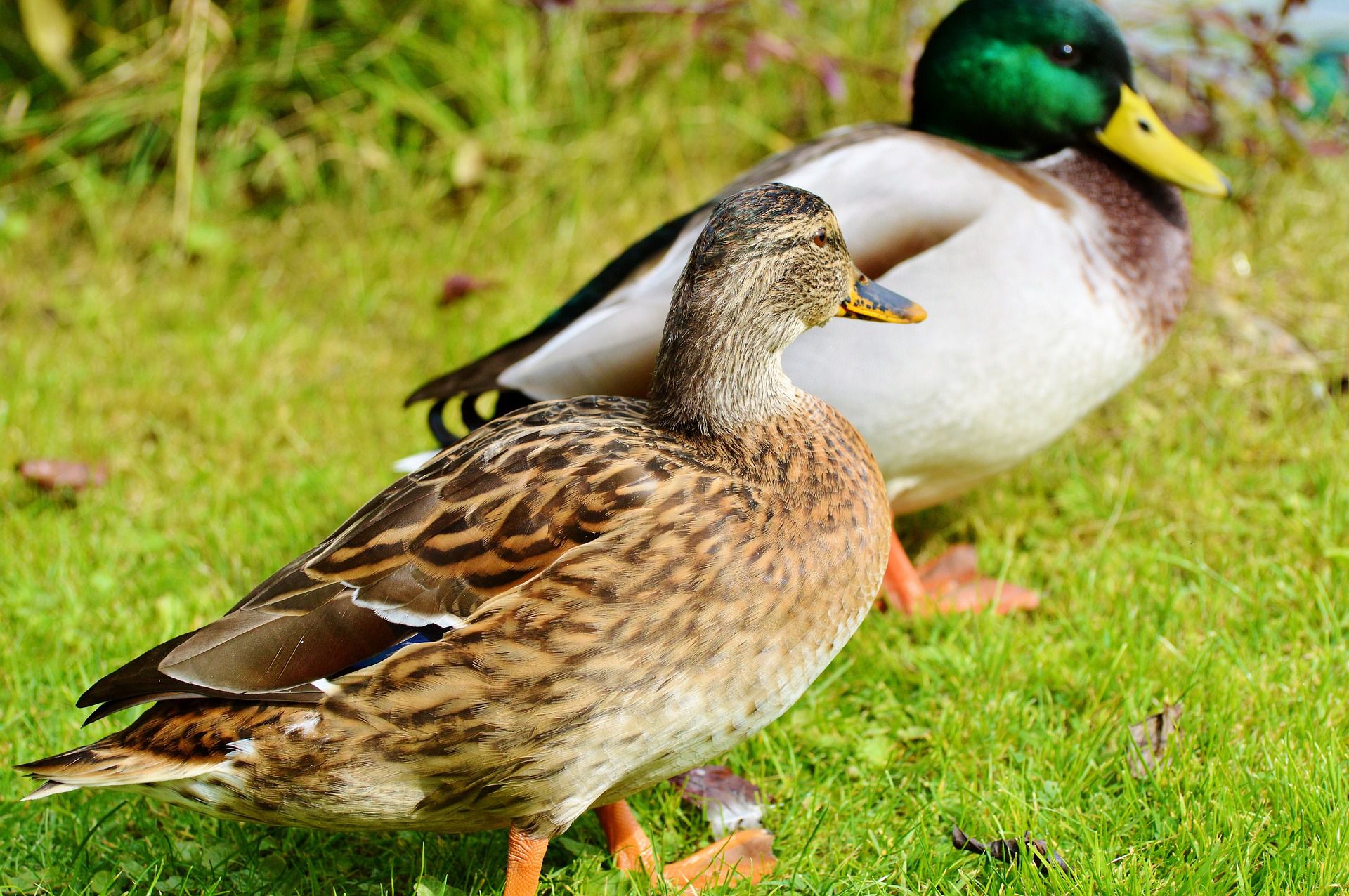 Identifying Duck Breeds