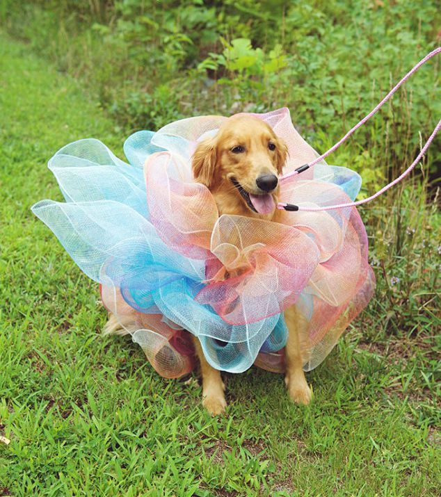  10 Cute Pet Costumes You Can Easily Make Yourself