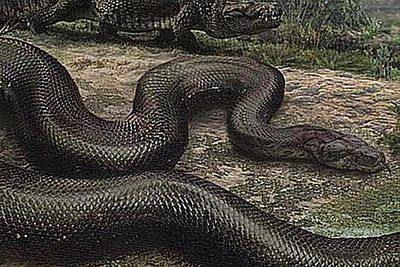 All About Titanoboa, A 50-foot, 2,000-pound Snake