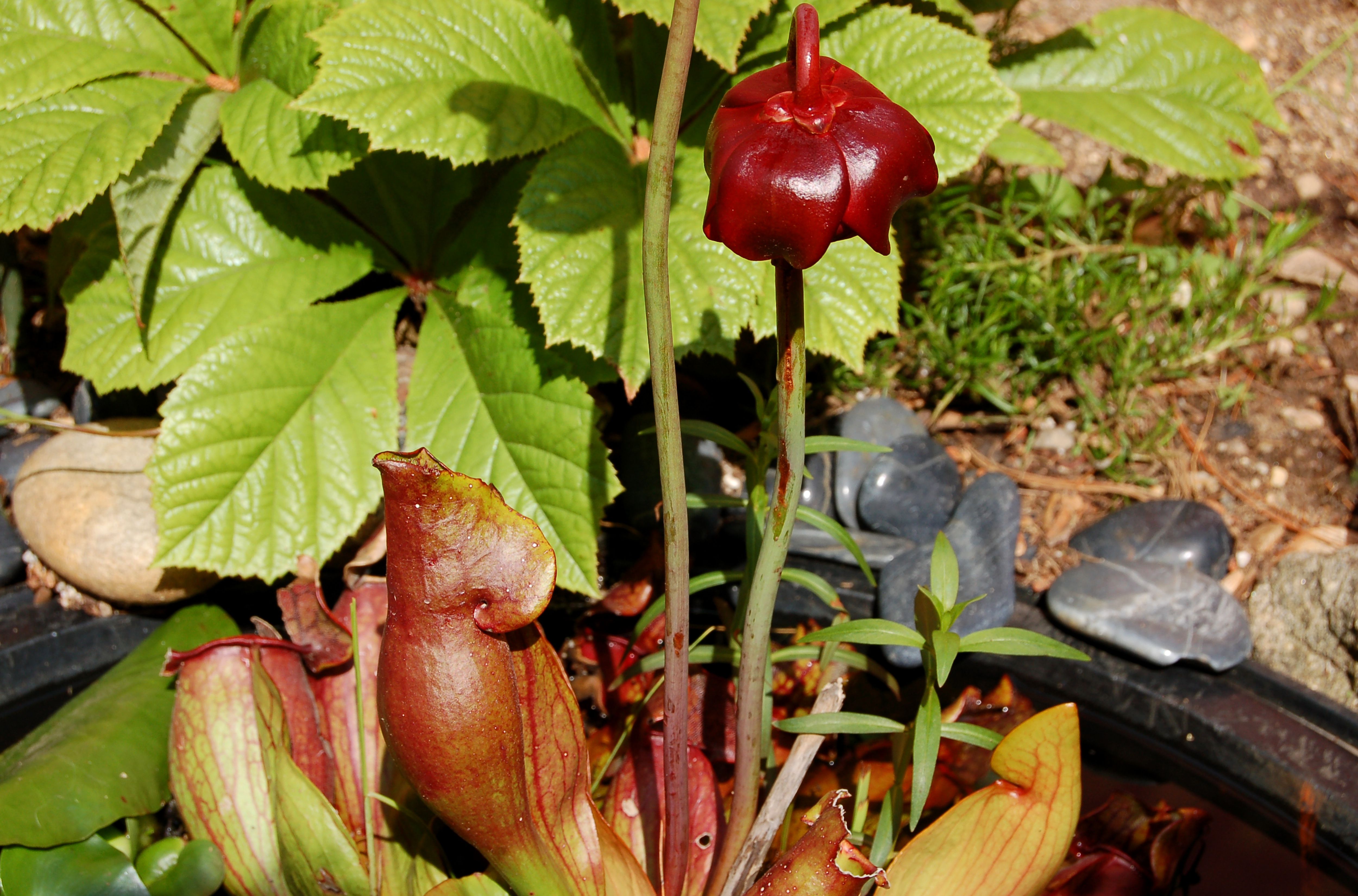 Purple Pitcher Plants How To Grow A Water Garden Fave