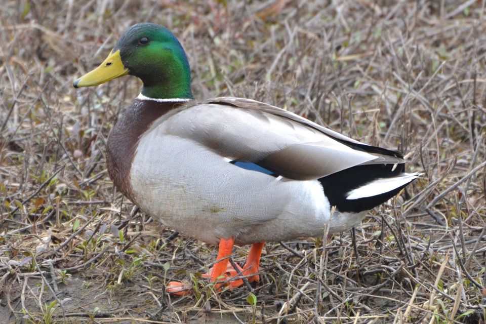 Image result for mallard duck image