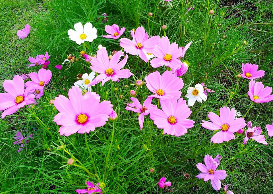 Cosmos Flowers - Easy Garden Flowers